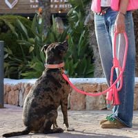 Dwam Flamingo - Trainingslijn Hond - Roze