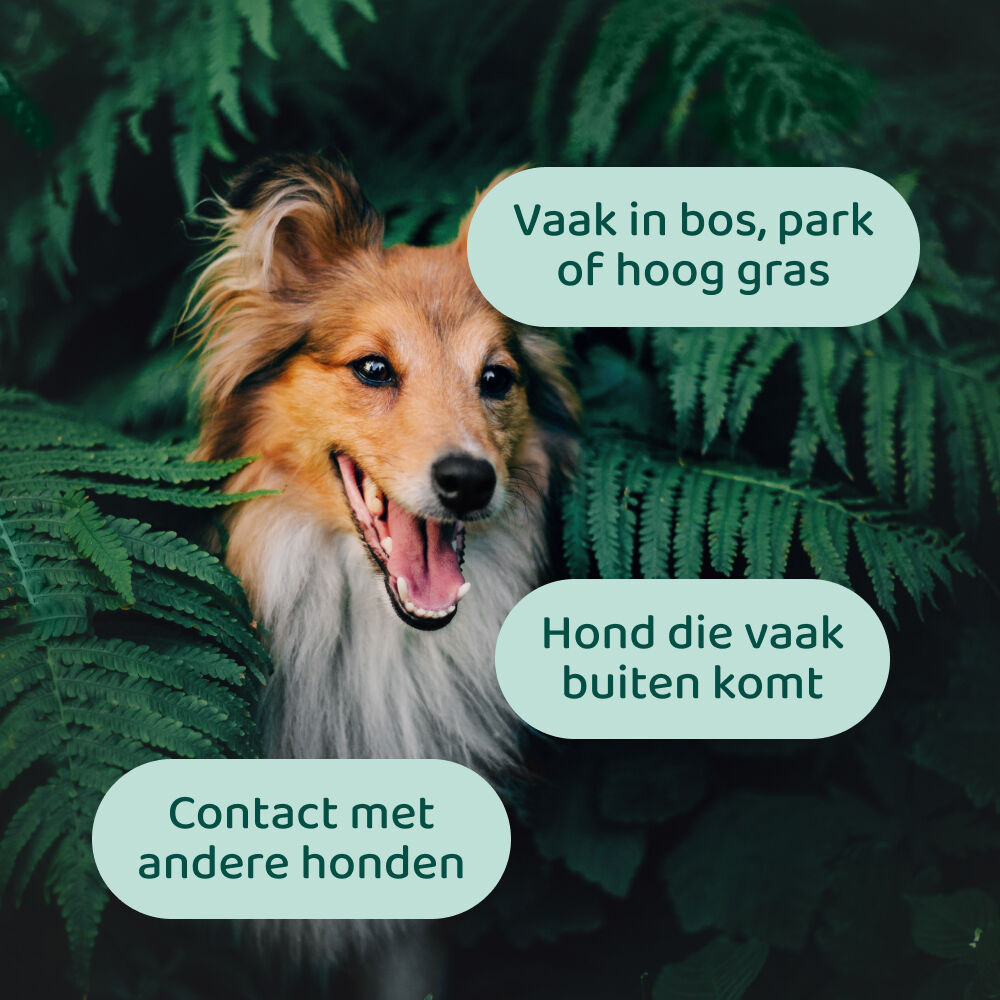 Dogsuppy Anti-Parasiet Spray - Anti Vlooien en teken Hond - 100 Milliliter