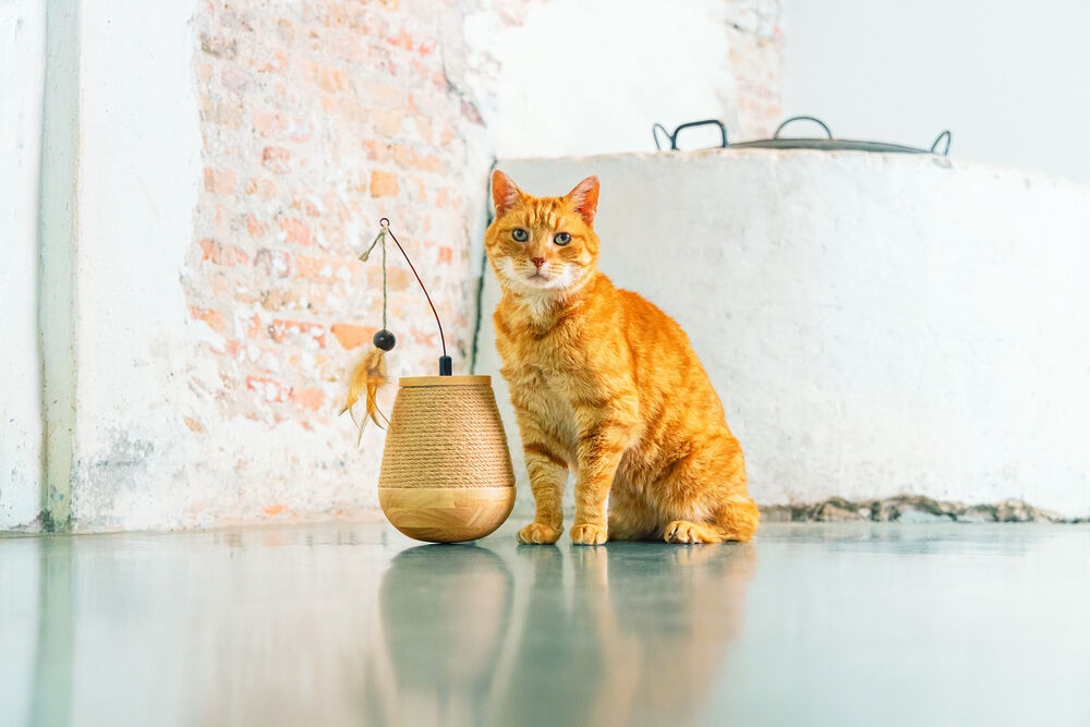 Designed by Lotte Mae - Kattenspeeltje