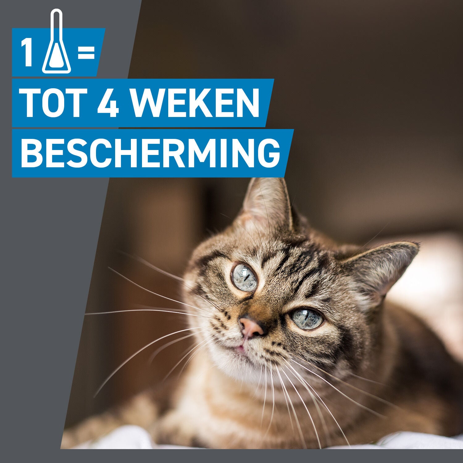 Frontline Spot On - Vlooien en tekenpipet - 3 pipetten - 3 Stuks