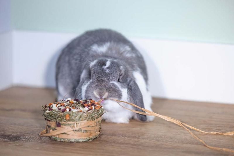 Beeztees Hooi donut - Knaagdiersnack - 65 Gram - bloemen