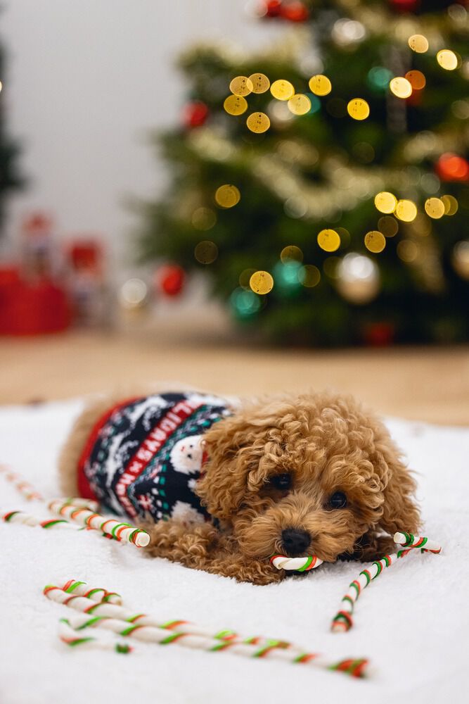 Beeztees Kerststok Munchy - Hondensnack - 16 Stuks