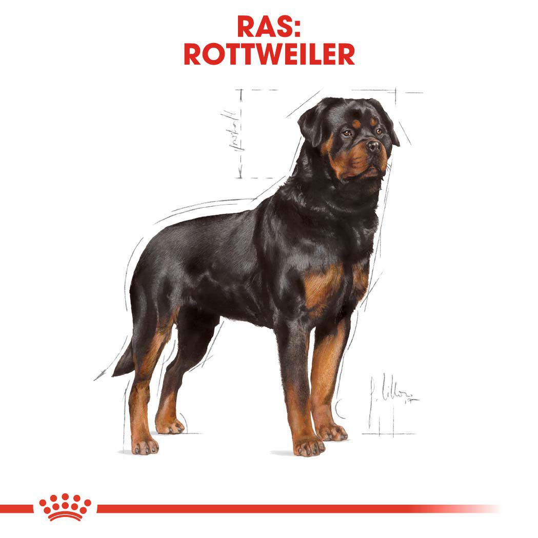 Royal Canin Rottweiler Adult - Hondenvoer - 12 Kilogram - gevogelte