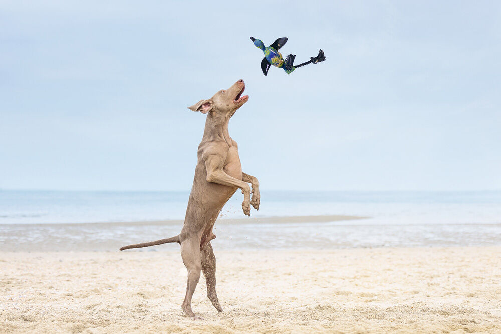 Beeztees Dummy Eend - Apporteren - Hondenspeelgoed - Blauw - 55.5x10x6 cm