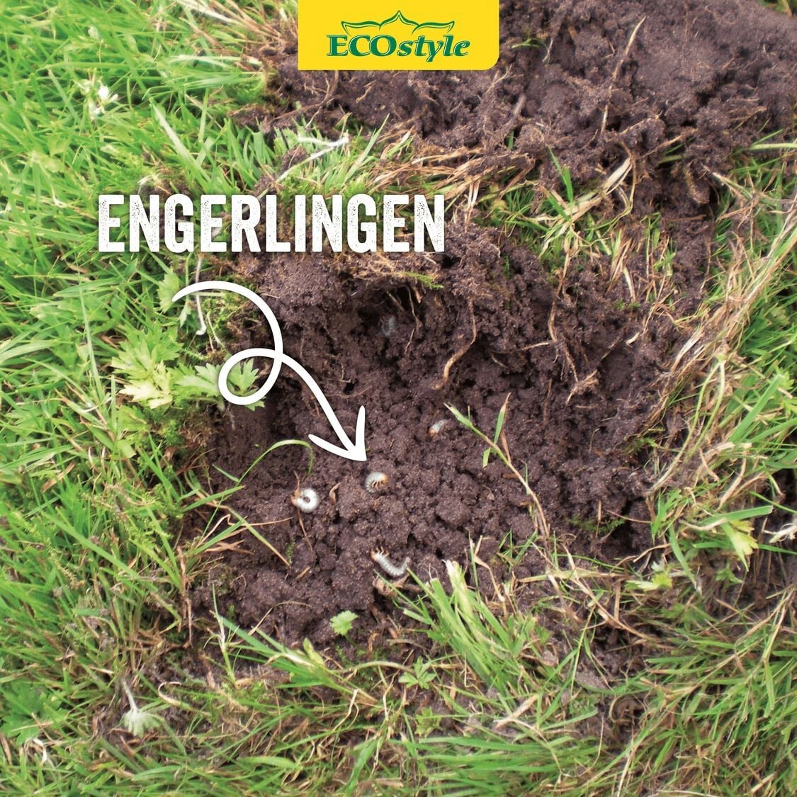 ECOstyle Aaltjes - Tegen Engerlingen - 1000 m2 - Aaltjes