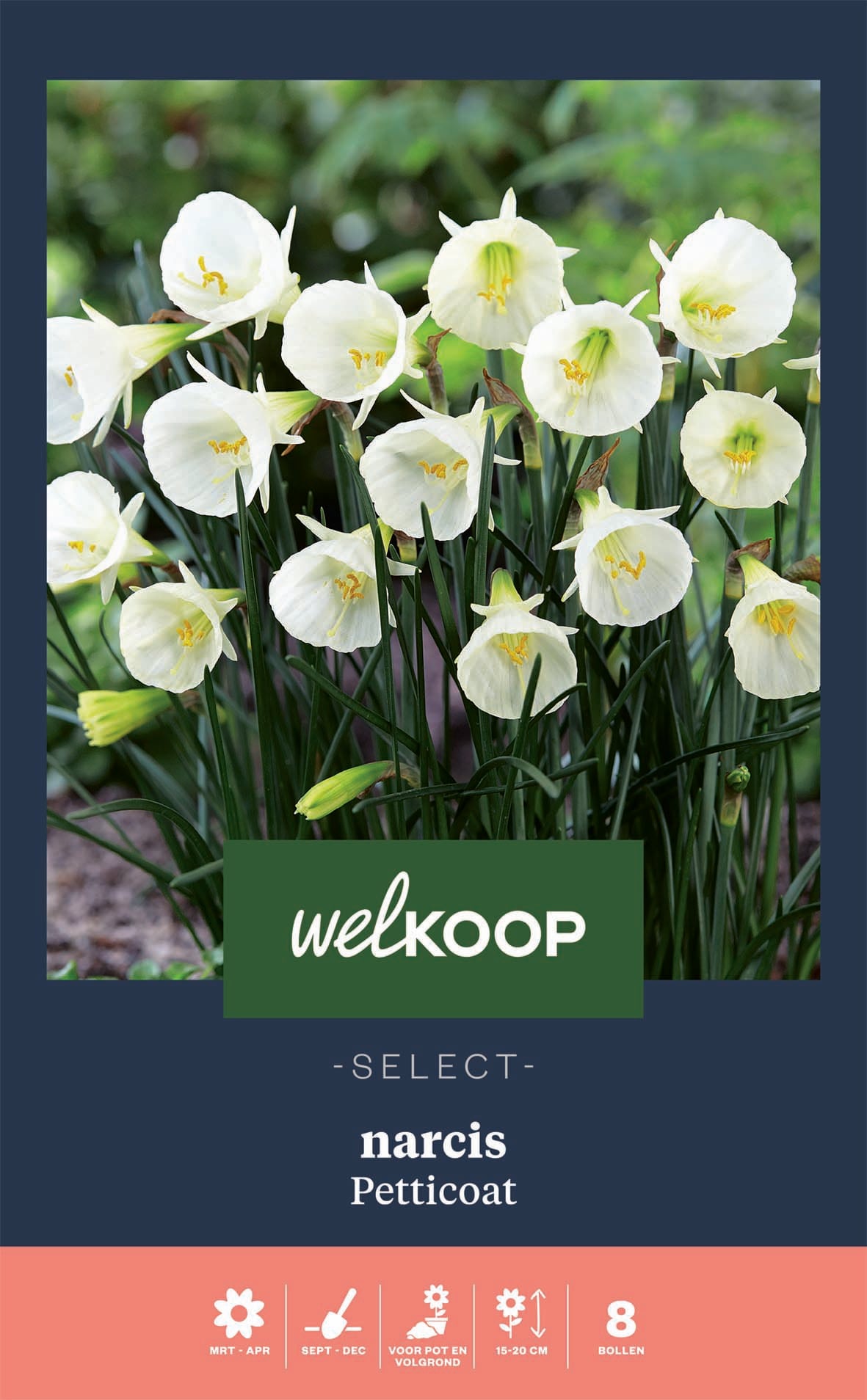 Welkoop Select Narcis Petticoat - Bloembollen