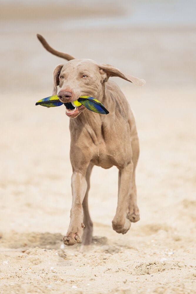 Beeztees Fetch Wing Tennisbal -Apporteren - Hondenspeelgoed - Blauw - 38.5x9.5x6.5 cm