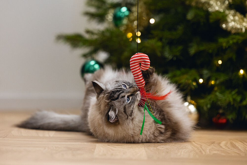 Beeztees Kattenhengel Zuurstok - Kattenspeeltje - Multi - 40 cm