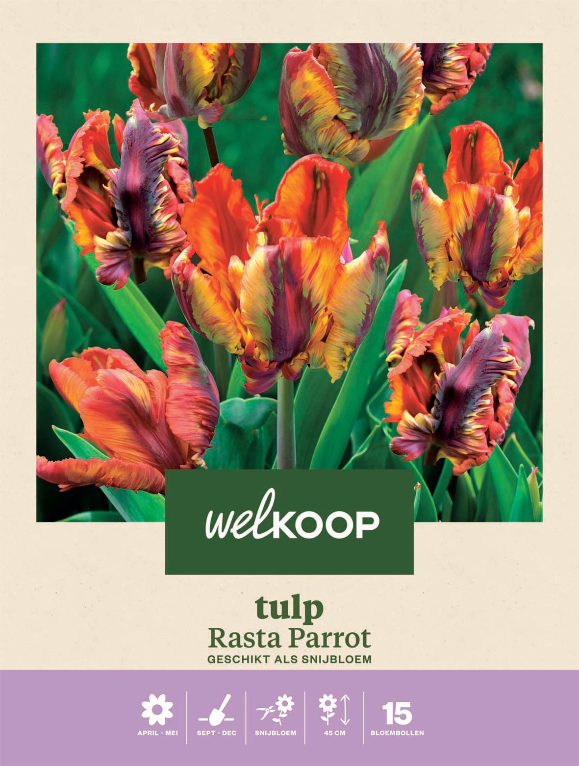 Welkoop Tulp Rasta Parrot - Bloembollen