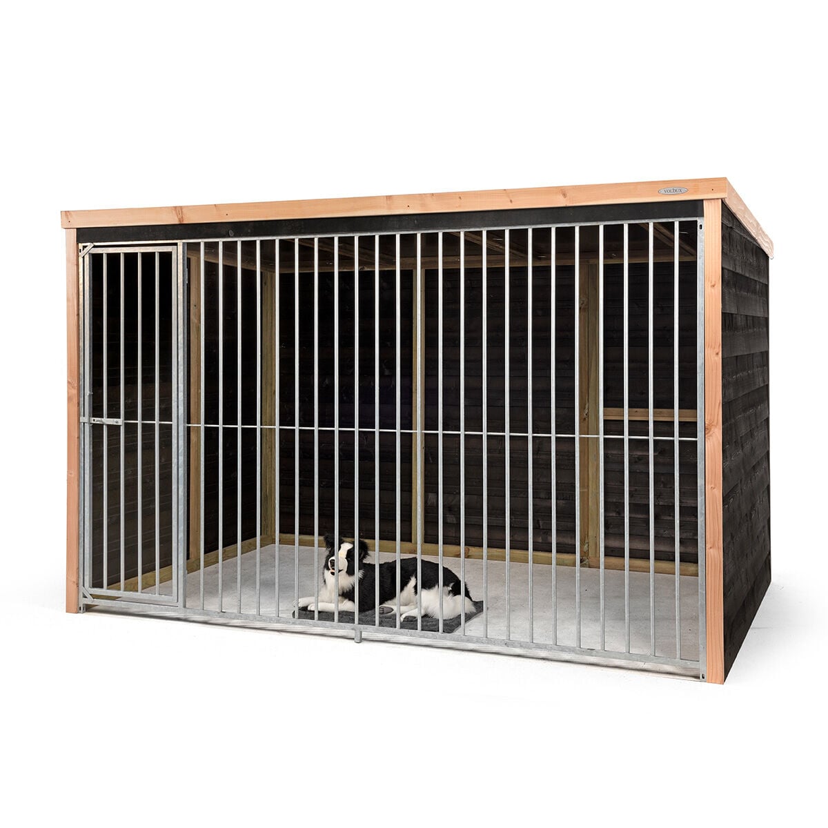 Voldux Dave - Hondenkennel