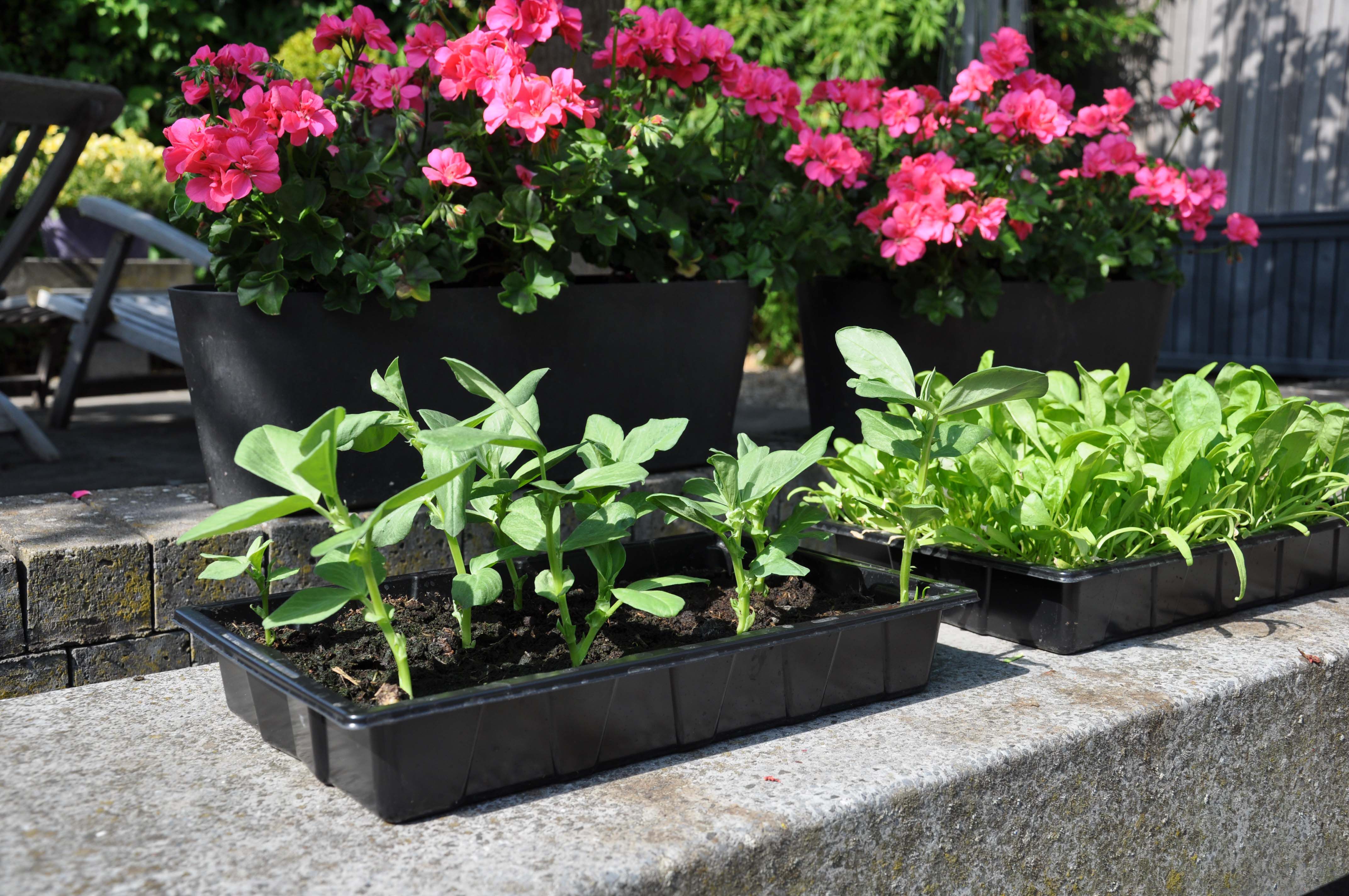 SLIM KWEKEN Zaaibak 'seed tray' 12 stuks - Kas accessoires - Zwart - 5.5x37.5x25 cm