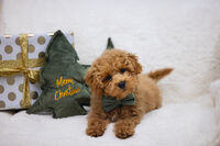 Designed By Lotte Kerstboom Knuffel - Hondenspeelgoed - groen - 27x27x27 cm