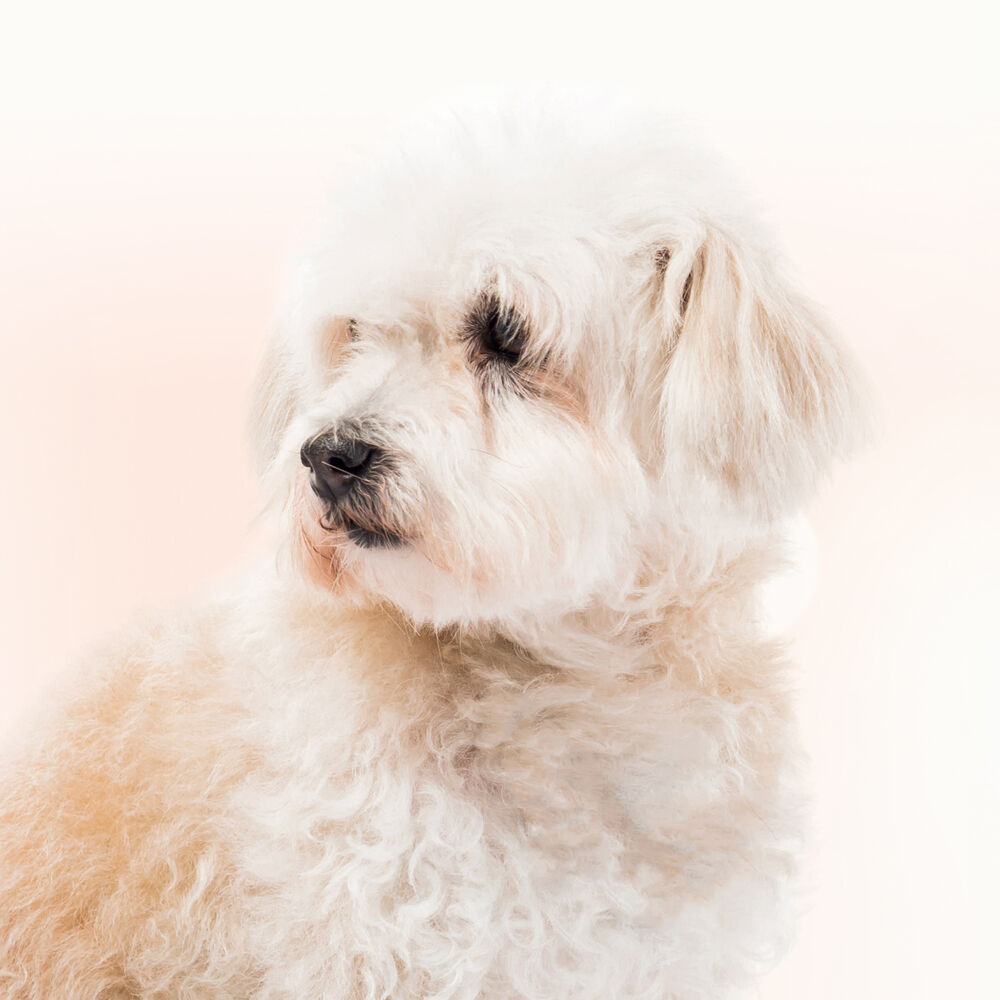 Beaphar - Traansmeerremover - 50 Milliliter