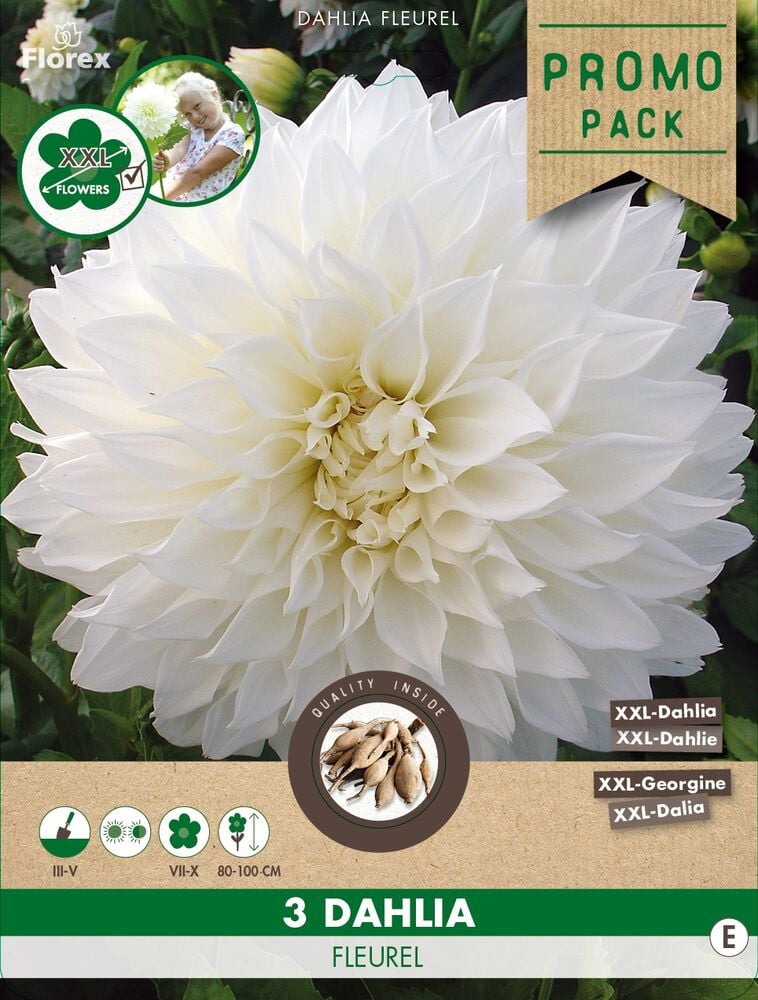 Florex Dahlia Fleurel - Bloembollen - Wit
