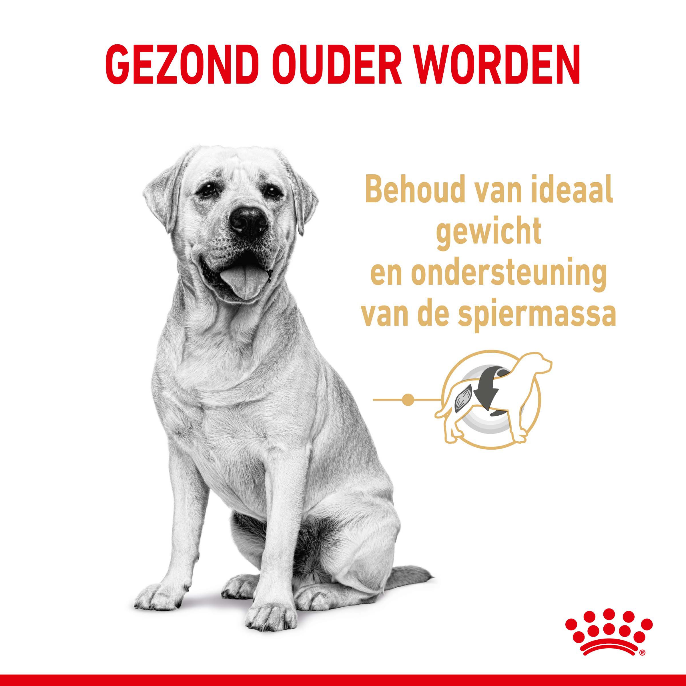 ROYAL CANIN® Adult 5+ Labrador Retriever  - Hondenvoer - 12 Kilogram - gevogelte