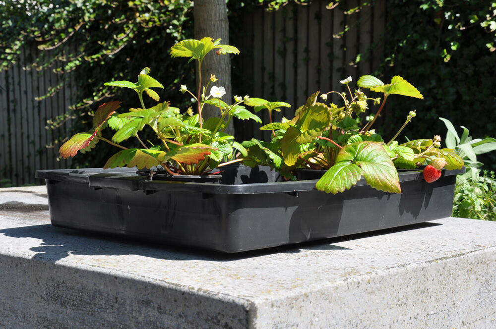 Royal Well Zaaikist 15L  - Kas accessoires