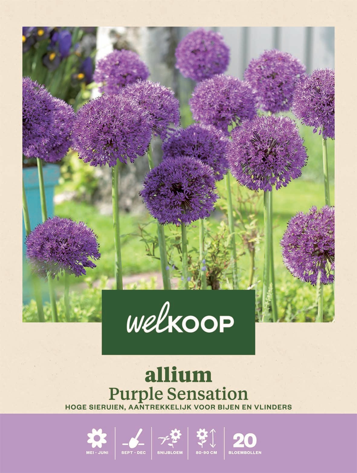 Welkoop Allium Purple Sensation - Bloembollen Welkoop Allium Purple Sensation - Bloembollen
