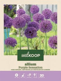 Welkoop Allium Purple Sensation - Bloembollen