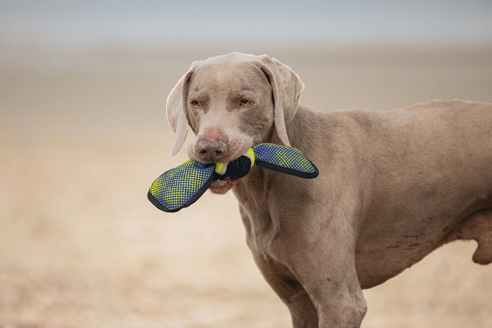 Beeztees Fetch Wing Tennisbal -Apporteren - Hondenspeelgoed - Blauw - 38.5x9.5x6.5 cm