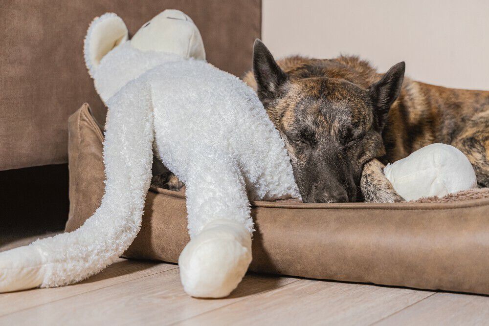 Beeztees Schaap Knuffel- Hondenspeelgoed - Wit - 20.5x39x80 cm - XL