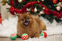 Beeztees Tennisballen - Kerst Hondenspeelgoed - Rood - 6.5x6.5x6.5 cm