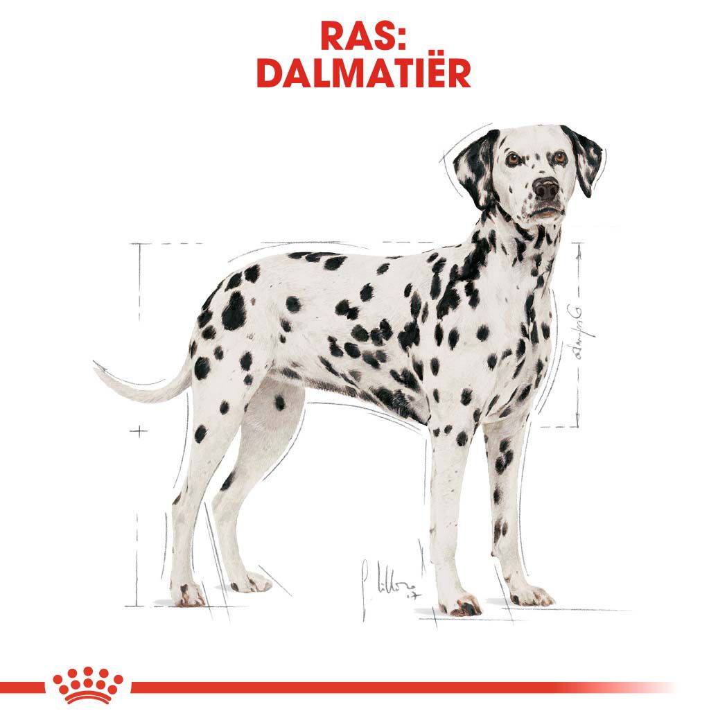 Royal Canin Dalmatian  Adult - Hondenvoer - 12 Kilogram - gevogelte