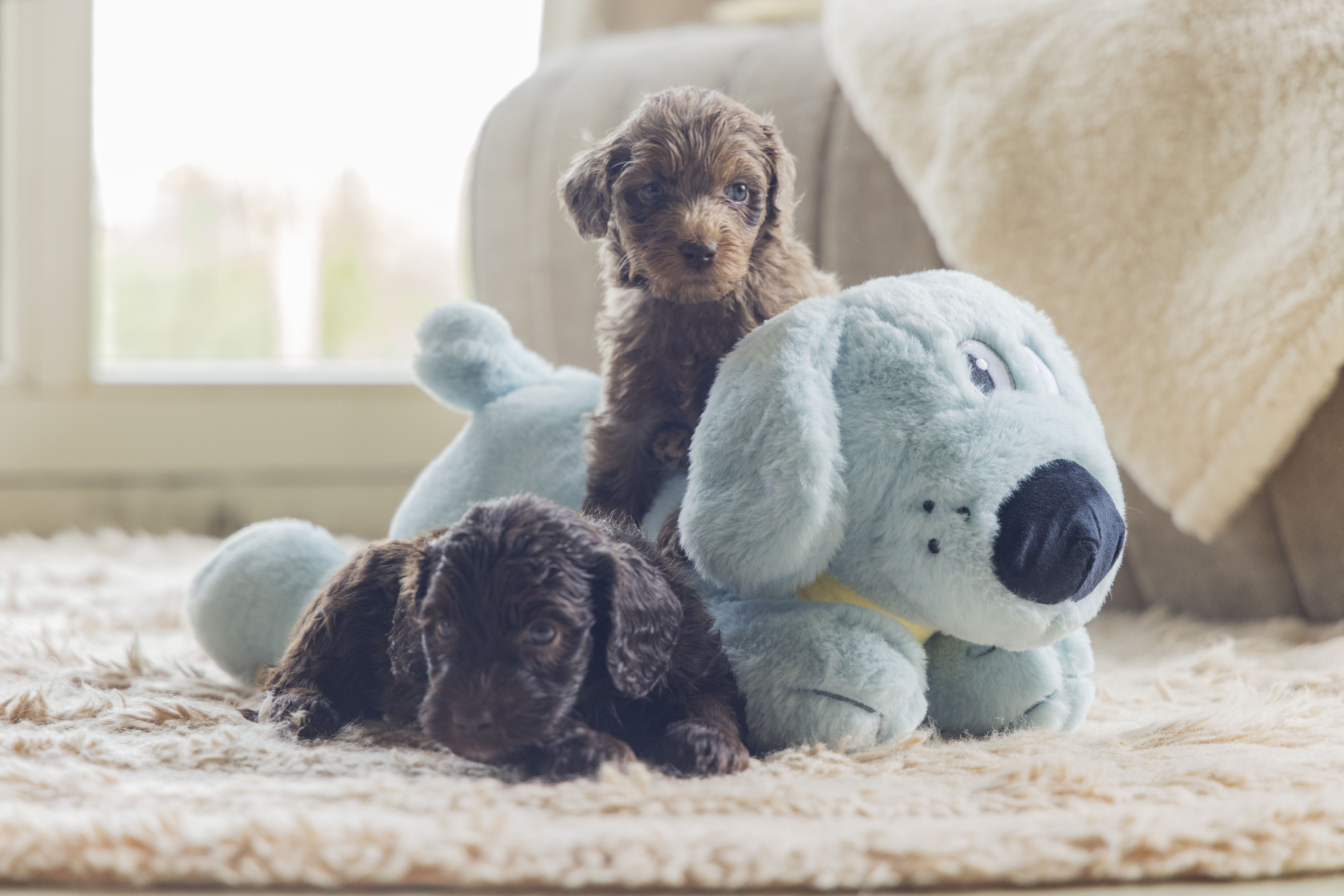 Beeztees Pip Knuffel - Puppyspeelgoed - Blauw - 50x20x21 cm