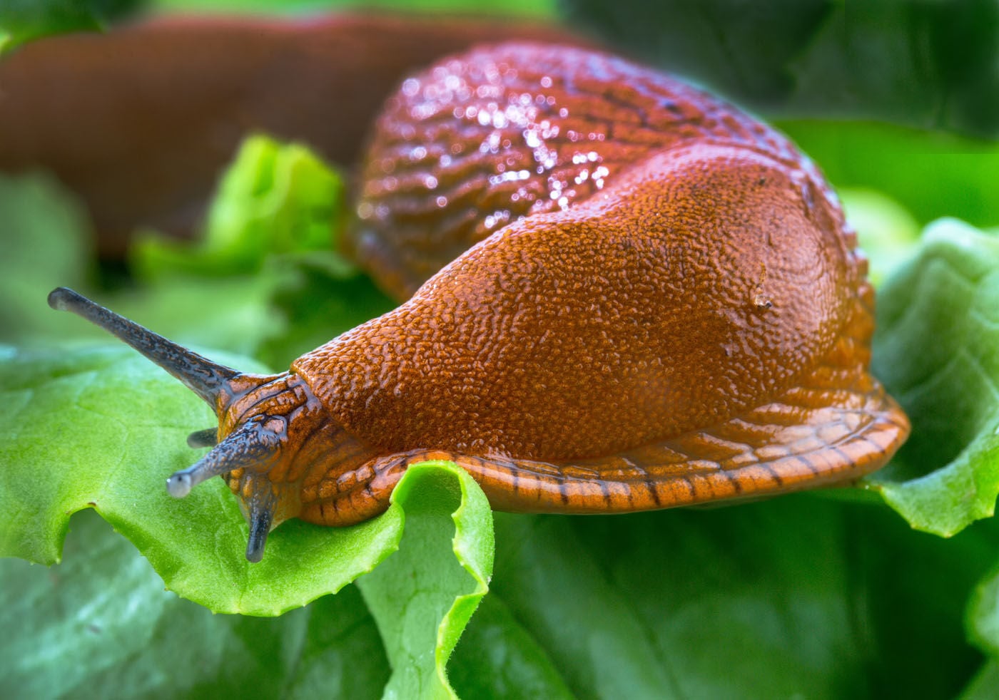 ECOstyle Aaltjes - tegen slakken - 80 m2 - Aaltjes