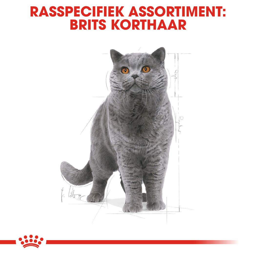 Royal Canin Britse Korthaar Adult - Kattenvoer - 4 Kilogram - Gevogelte
