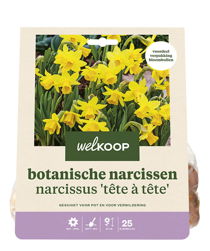 Welkoop Narcis Ollie - Bloembollen