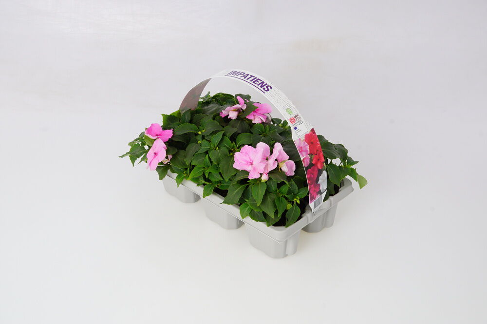 Perkplanten mix - Eenjarige planten - Diverse kleuren