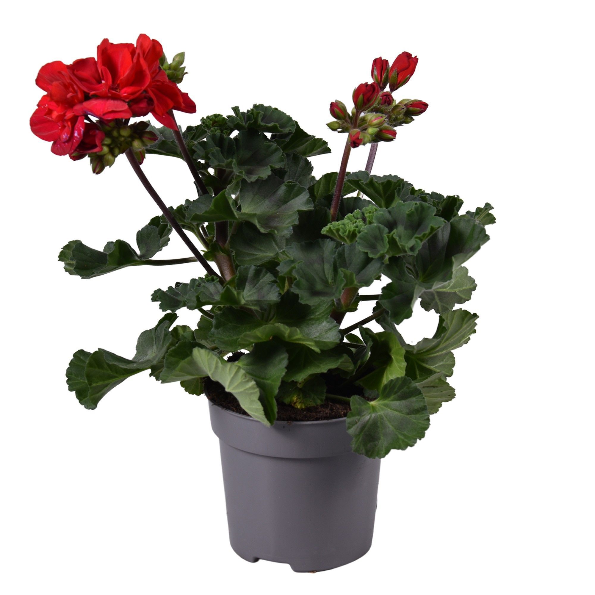 Geranium - Eenjarige planten - Diverse kleuren