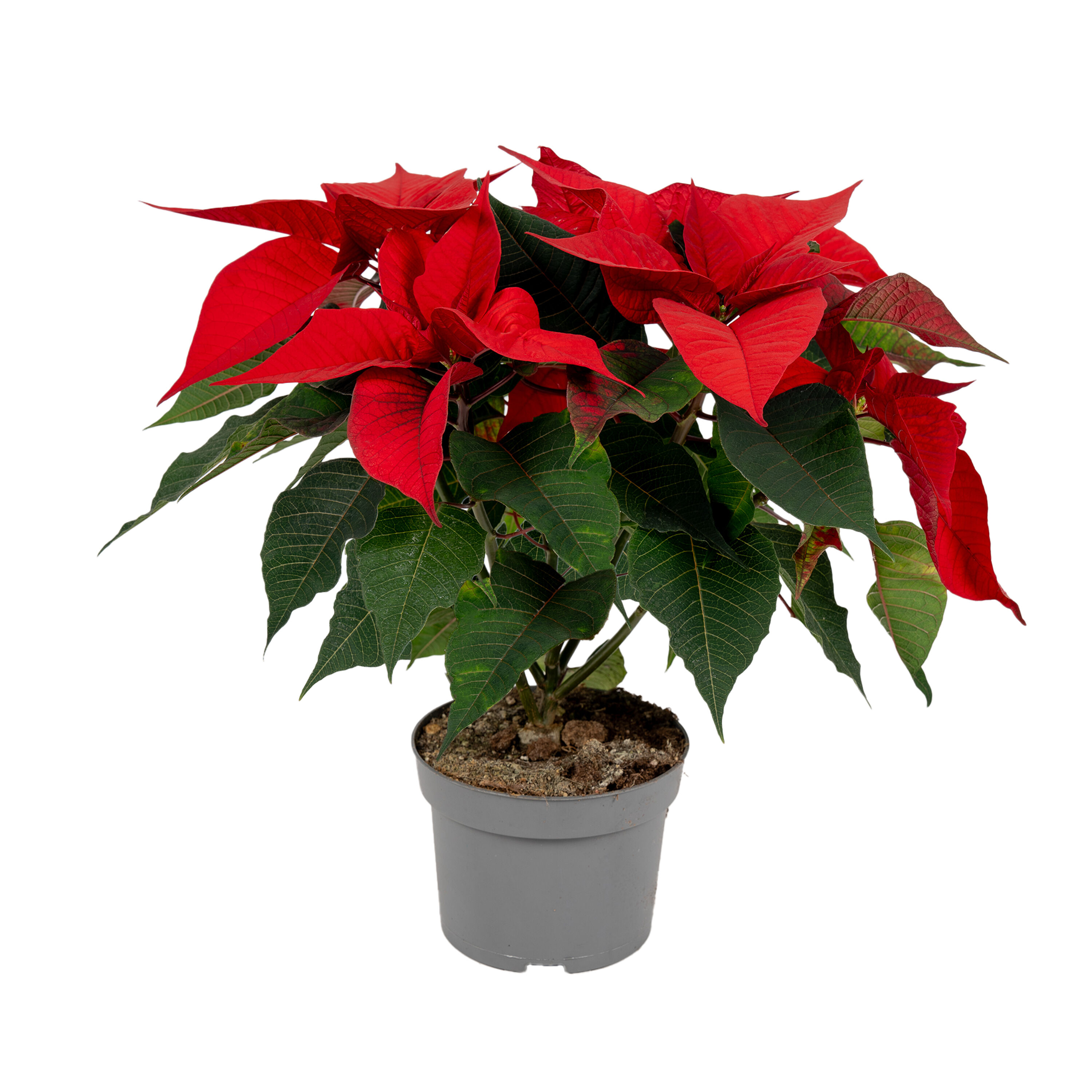 Kerstster (Euphorbia Pulcherrima) - Kamerplant