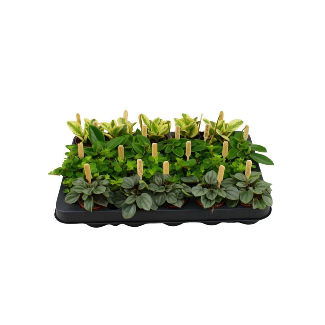 Bambino - Kamerplant - 5.5 cm