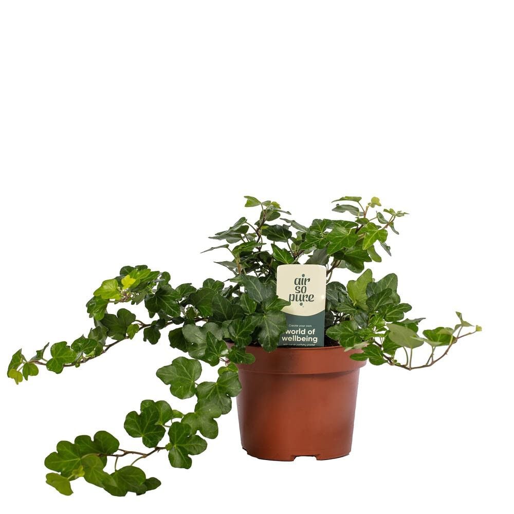 Hedera (klimop) - Kamerplant