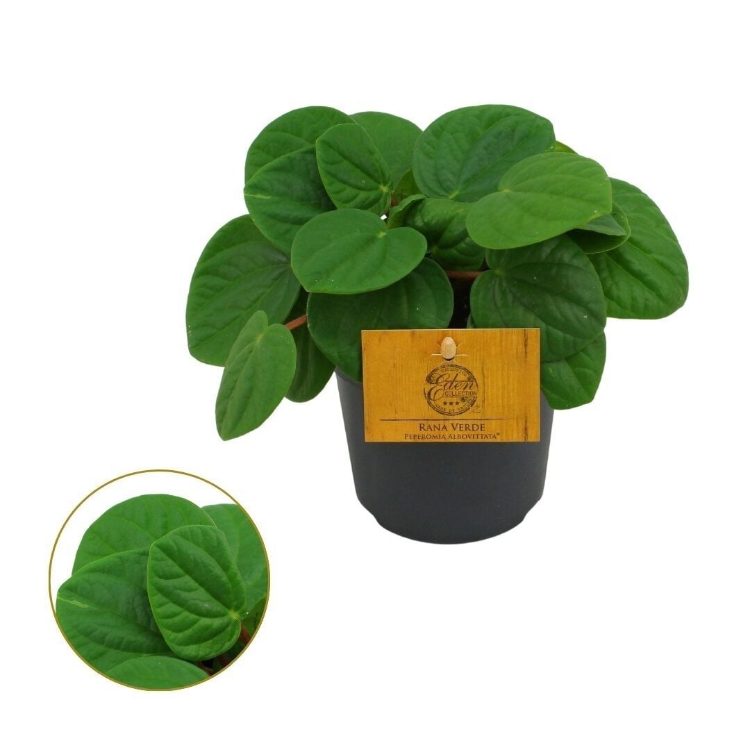 Peperomia Rosso - Kamerplant Peperomia Rosso - Kamerplant