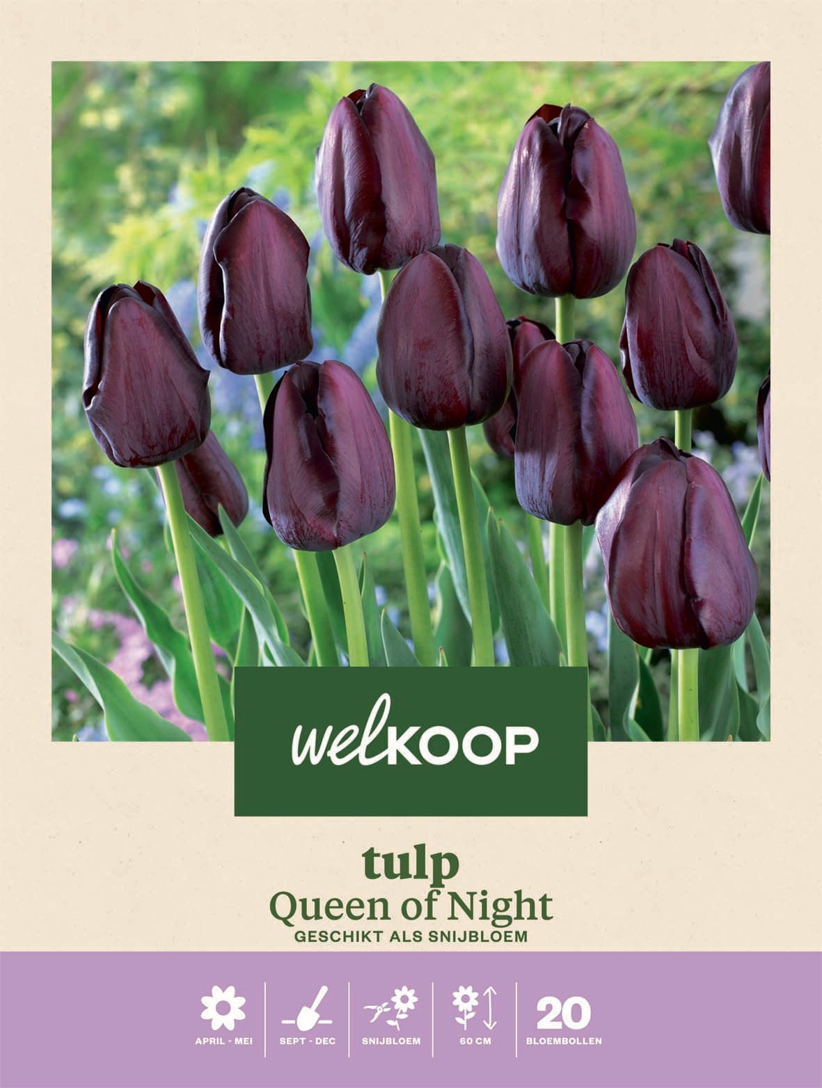 Welkoop Tulp Queen of Night - Bloembollen Welkoop Tulp Queen of Night - Bloembollen