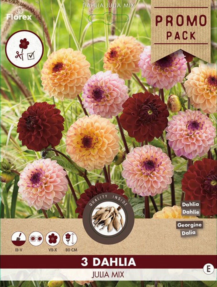 Florex Dahlia Pompon Julia Mix - Bloembollen