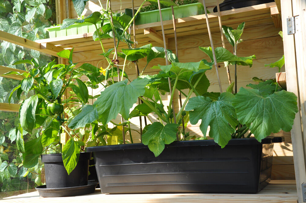 Royal Well Zaaikist 40L  - Kas accessoires