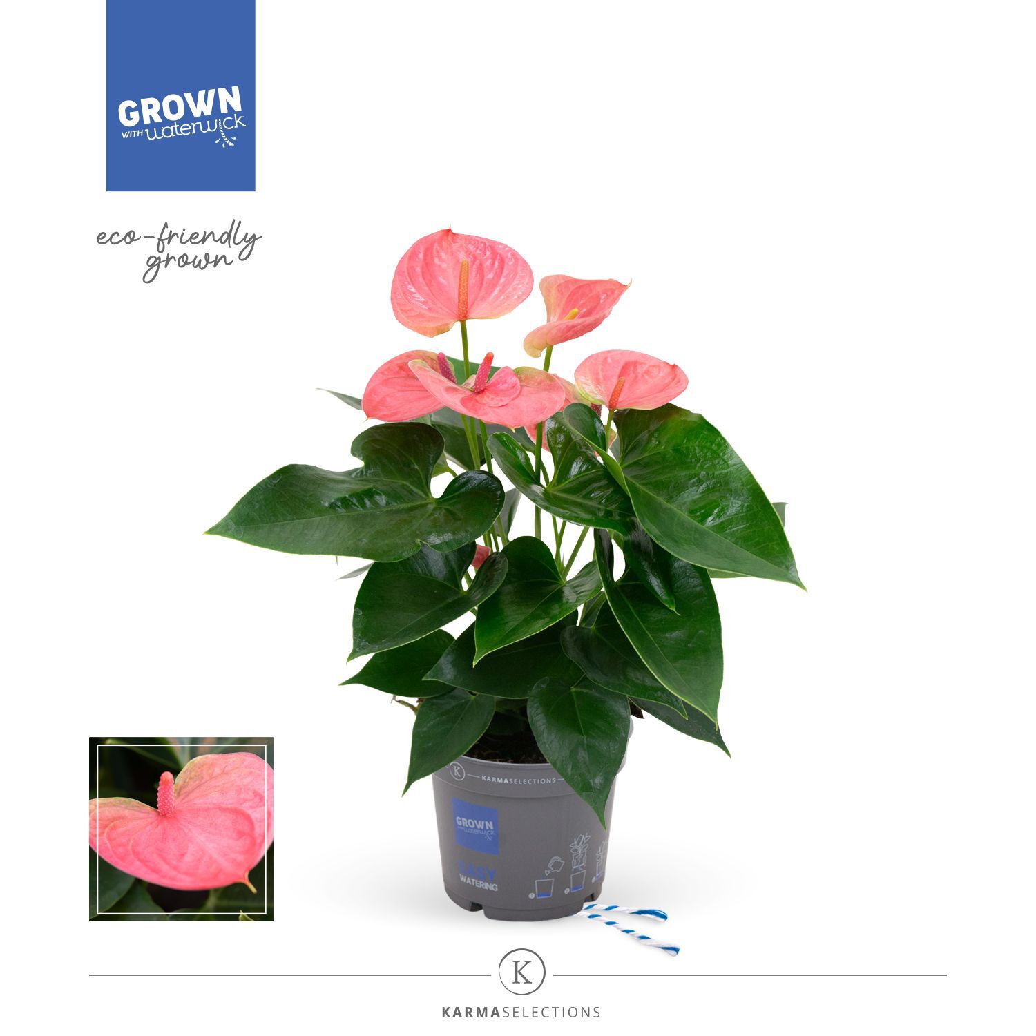 Anthurium Karma (flamingoplant) - Kamerplant - 12 cm