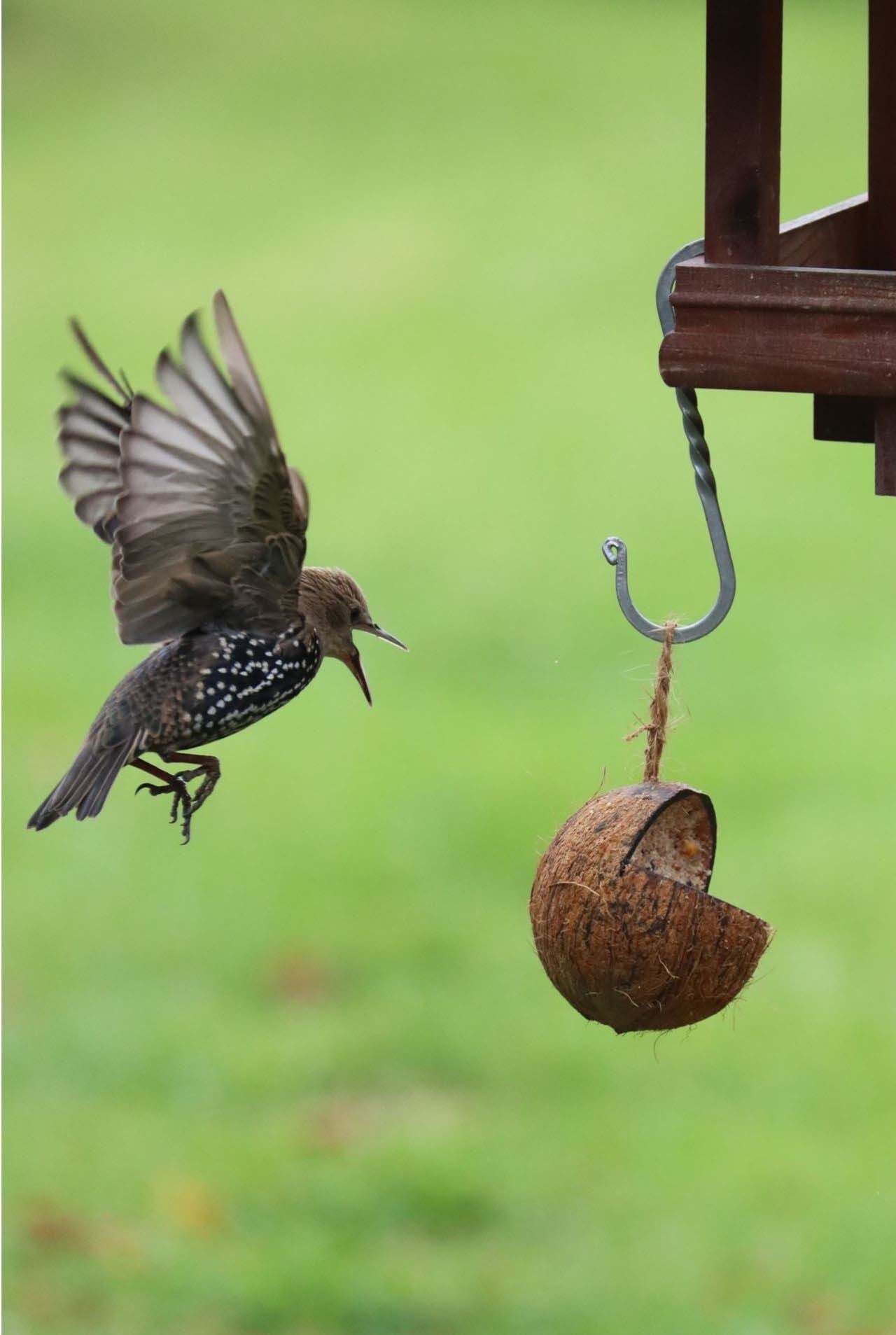 Welkoop Kokosnoot met pindakaas - Tuinvogelvoer - 380 Gram - Pindakaas