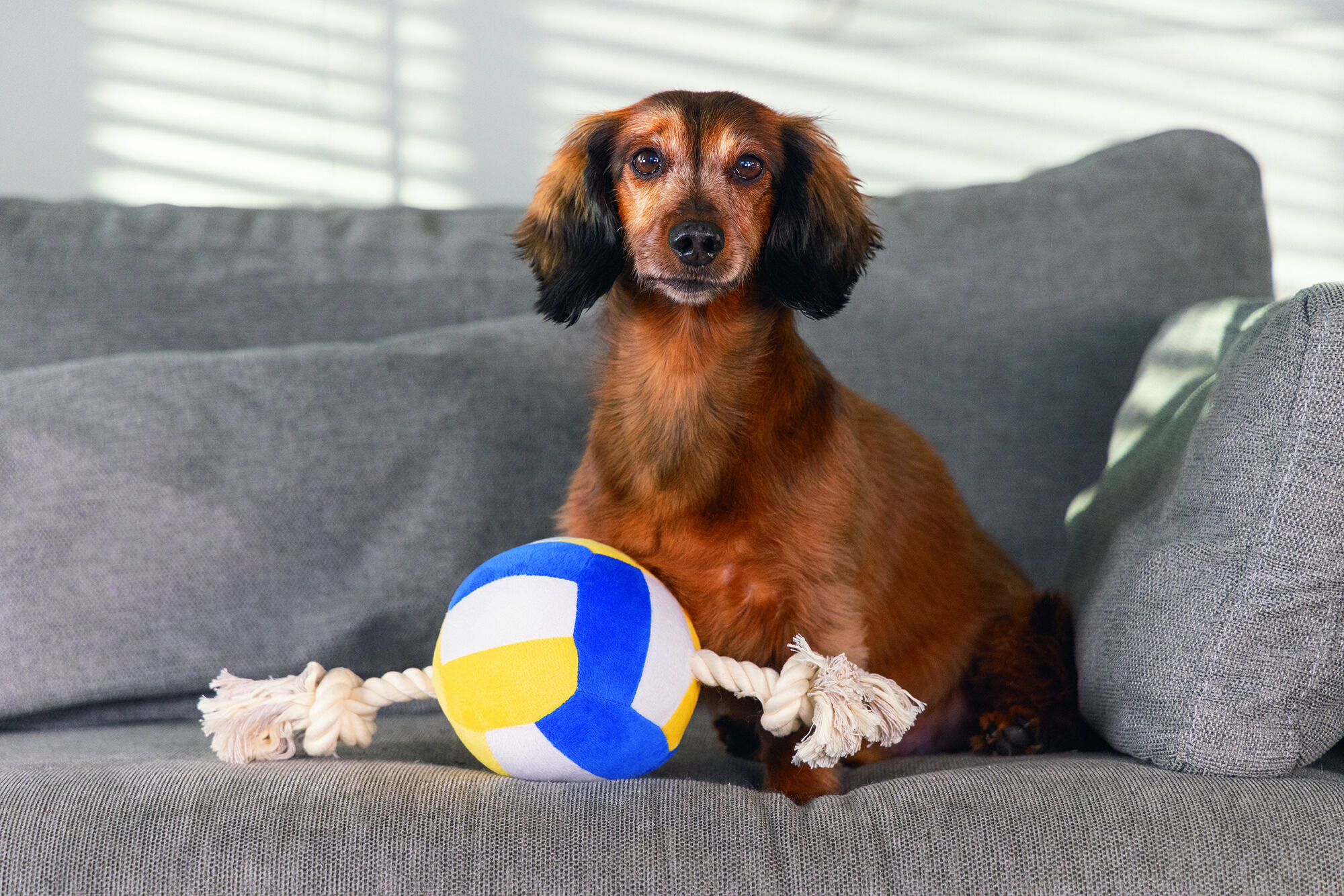 Beeztees -Volleybal Pluche - Knuffel - Flostouw - Hondenspeelgoed