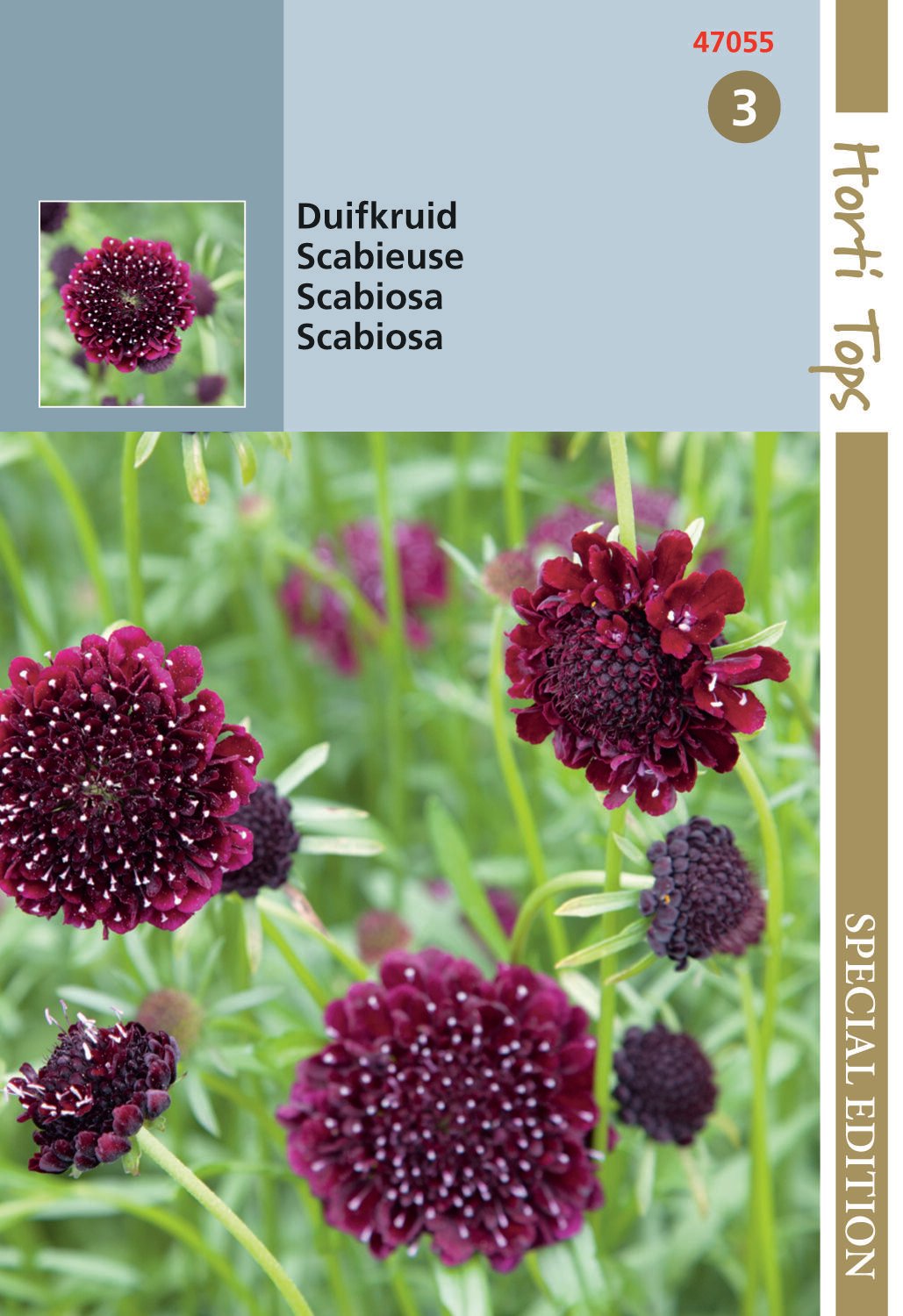 Hortitops Duifkruid Sweet paars Scabiosa atropurpurea - Bloemzaden