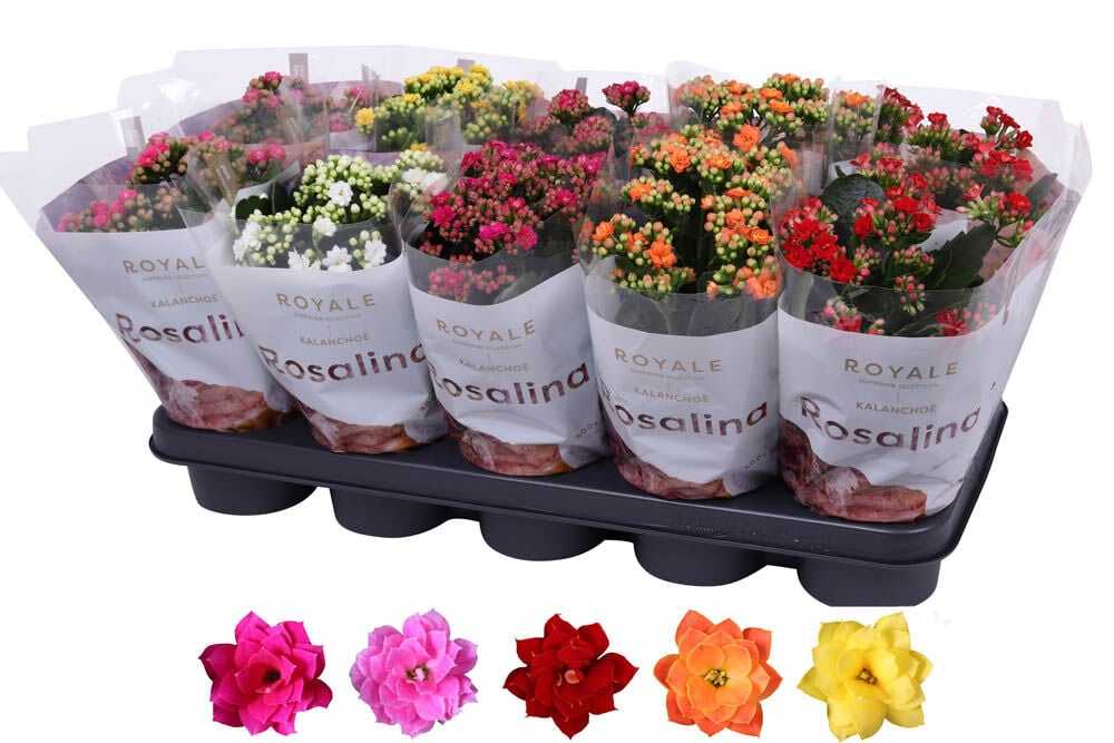 Kalanchoe Mix - Kamerplant Kalanchoe Mix - Kamerplant