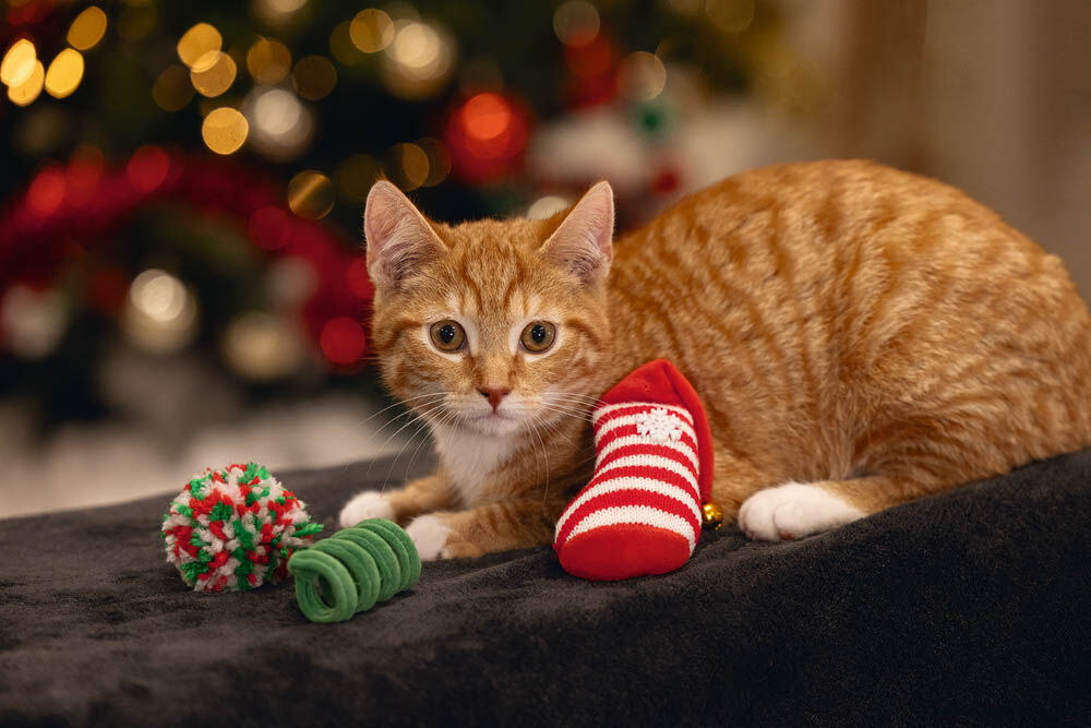 Beeztees Kerstfun - Kerst kattenspeeltje - Multi