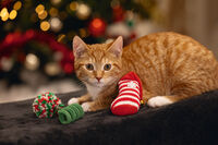 Beeztees Kerstfun - Kerst kattenspeeltje - Multi