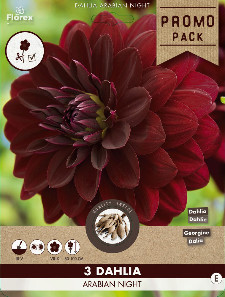 Florex Dahlia Arabian Night - Bloembollen