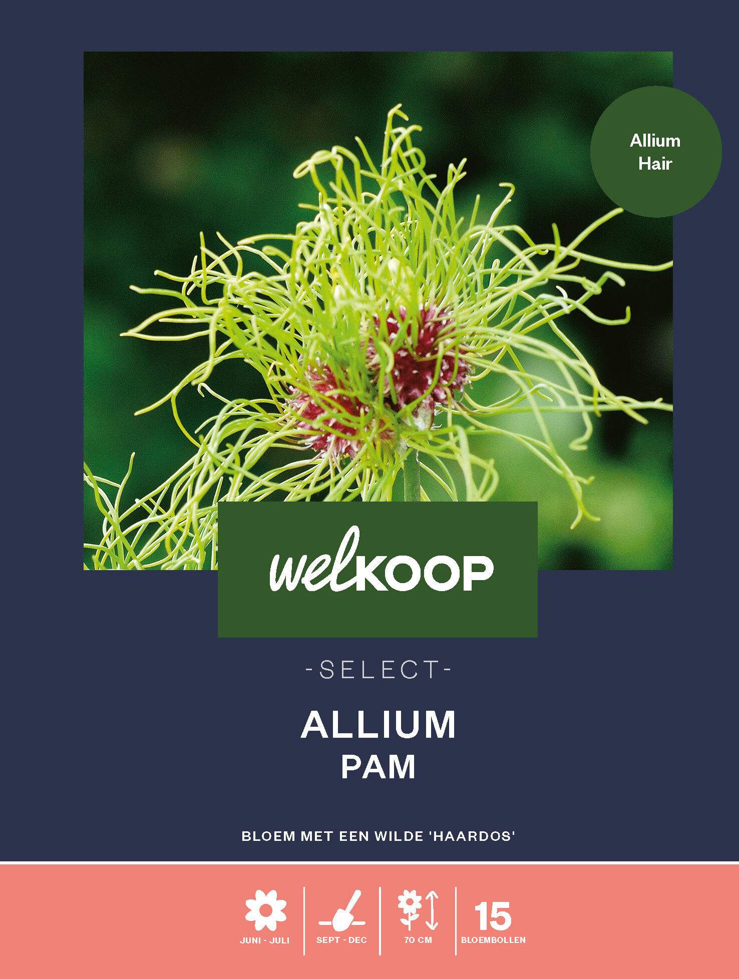 Welkoop Select Allium Pam - Bloembollen