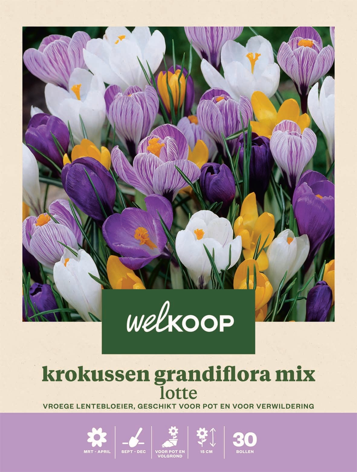 Welkoop Krokus Grandiflora mix Lotte - Bloembollen