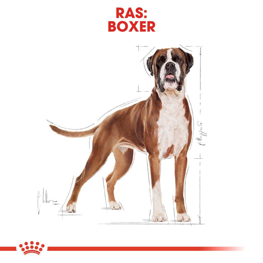 Royal Canin Boxer Adult - Hondenvoer - 3 - gevogelte